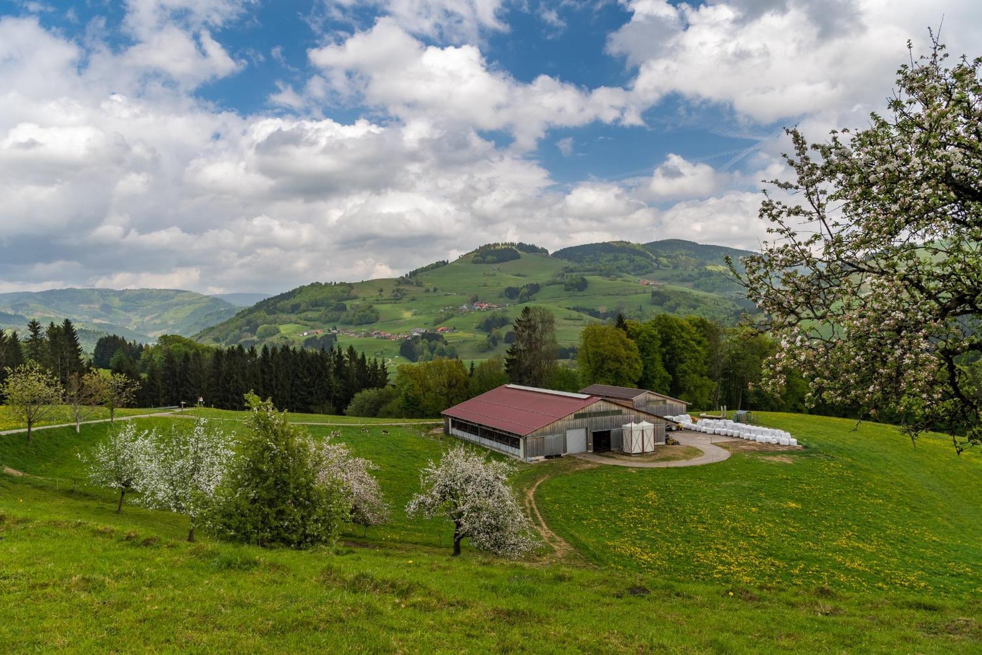 Schwarzwaldliebe Apartment Frohnd Luaran gambar